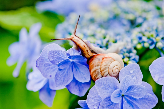 Snail Hydrangea
