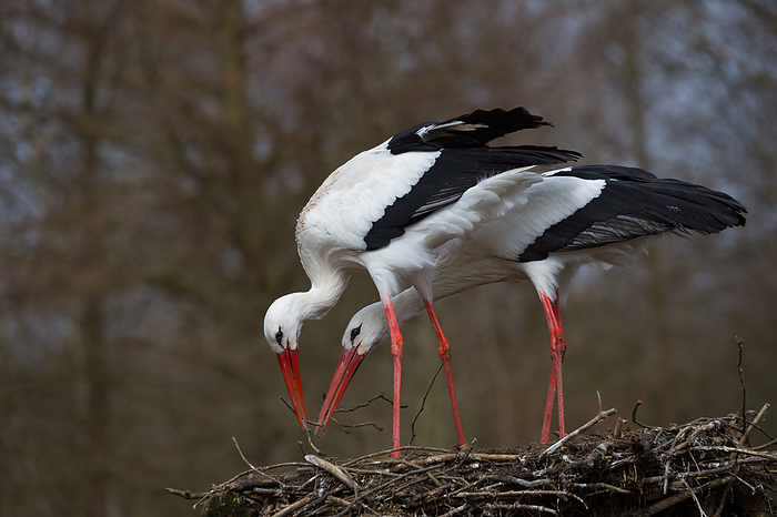 White Stork 2 white storks, Photo by Tierfotoagentur   A.v.D ren