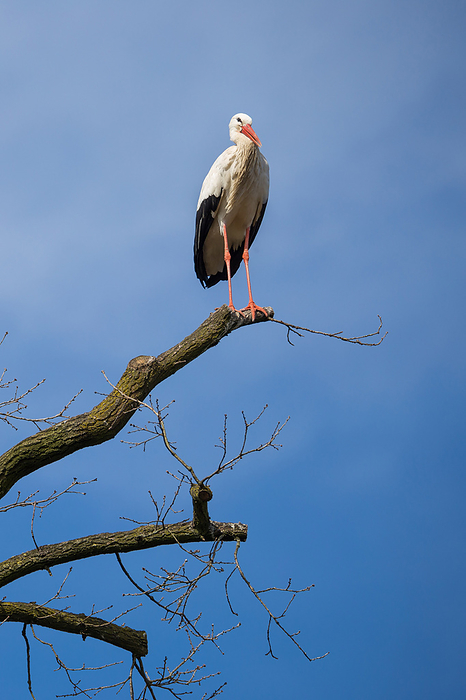 White Stork white stork, Photo by Tierfotoagentur   A.v.D ren