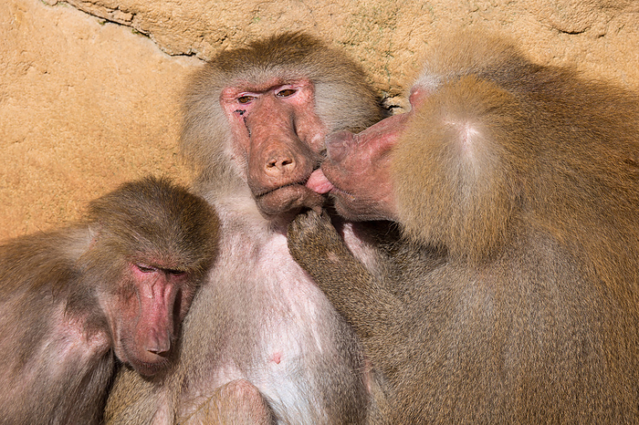 Hamadryas Baboon hamadryas baboons, Photo by Tierfotoagentur   A.v.D ren