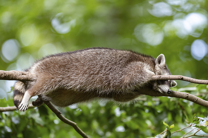Raccoon Raccoon on branch, Photo by Tierfotoagentur   A.v.D ren