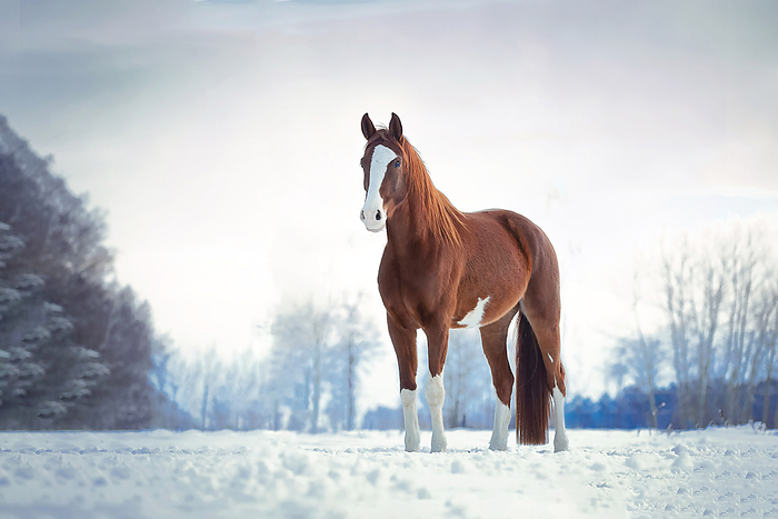 Oldenburg Horse Oldenburg horse in the winter, Photo by Tierfotoagentur   A. Zachrau