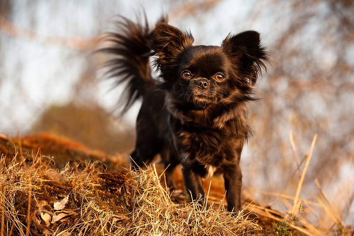 Chihuahua longhaired Chihuahua, Photo by Tierfotoagentur   C. Bosien