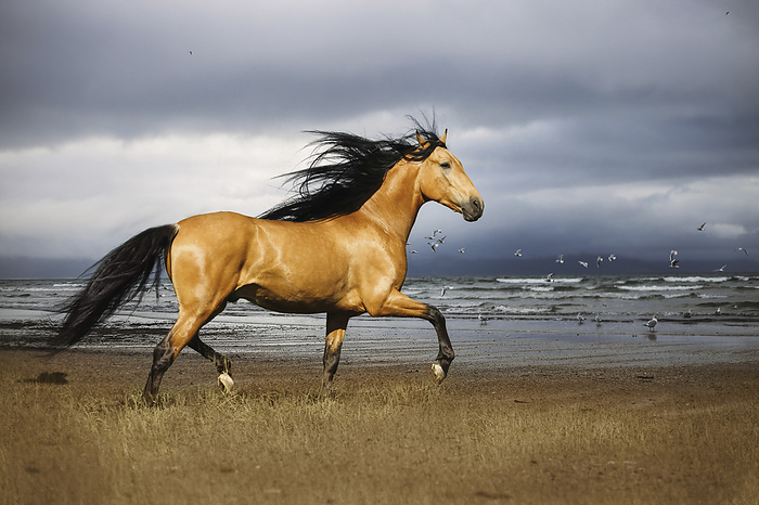 Andalusian Horse Andalusian Horse at the beach, Photo by Tierfotoagentur   C. Demmelbauer Ebner