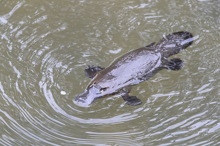 Platypus  platypus, Photo by Tierfotoagentur   F. Fichtm ller
