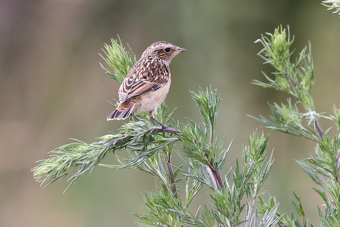 Whinchat young whinchat, Photo by Tierfotoagentur   F. Fichtm ller