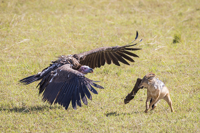 Red Jackal Red Jackal fights with Lappet faced Vulture, Photo by Tierfotoagentur   I. Gerlach