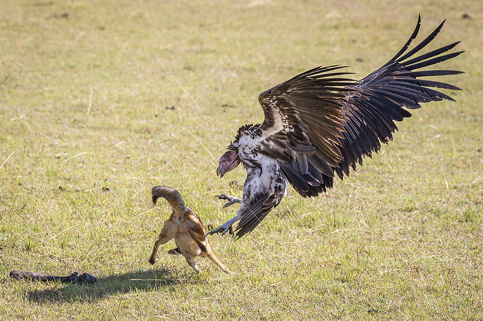 Red Jackal Red Jackal fights with Lappet faced Vulture, Photo by Tierfotoagentur   I. Gerlach
