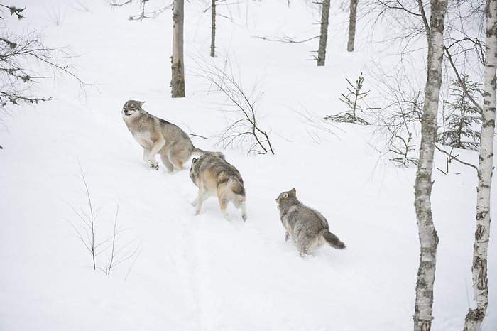 Wolf running Wolves, Photo by Tierfotoagentur   I. Gerlach