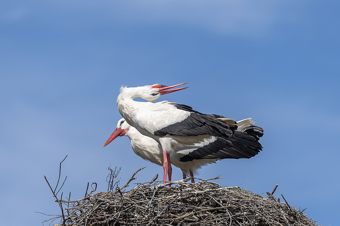 White Stork standing White Storks, Photo by Tierfotoagentur   I. Gerlach