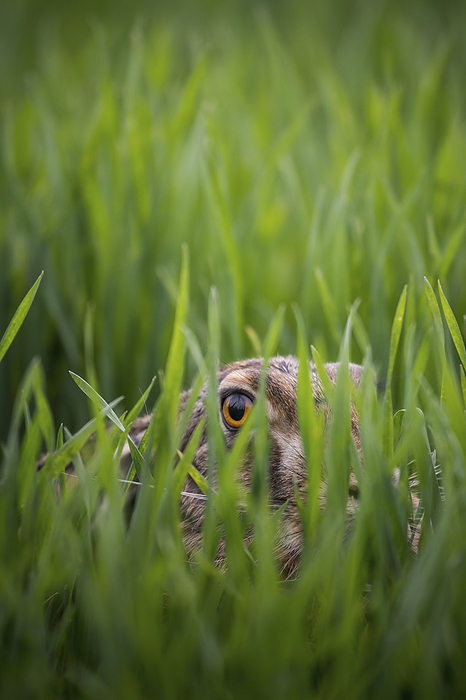 Brown Hare Brown Hare portrait, Photo by Tierfotoagentur   I. Gerlach