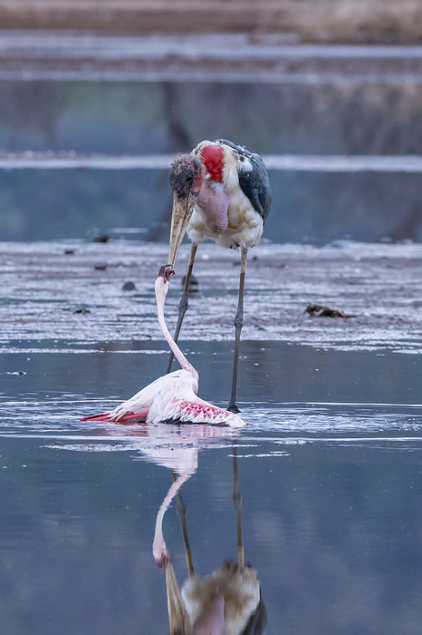 Marabou Stork Marabou Stork kills Flamingo, Photo by Tierfotoagentur   I. Gerlach