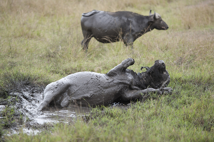 Water Buffalo Water Buffalos, Photo by Tierfotoagentur   I. Gerlach