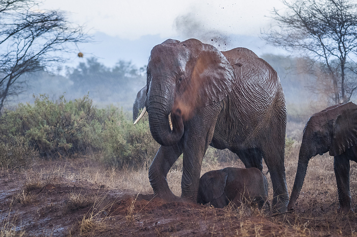 Elephant Elephants in the rain, Photo by Tierfotoagentur   I. Gerlach