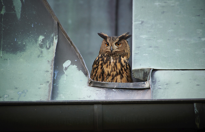 Eurasian Eagle Owl Eurasian Eagle Owl portrait, Photo by Tierfotoagentur   J. Ritterbach