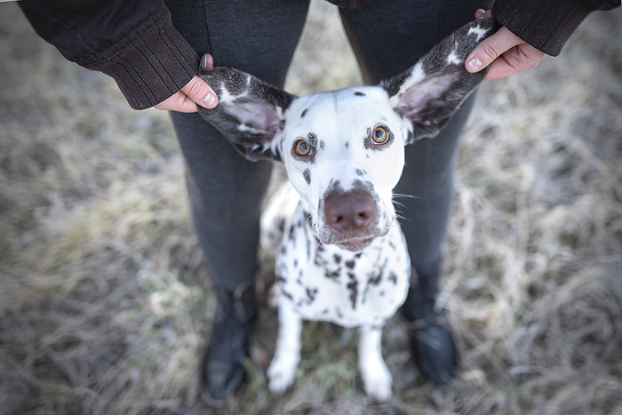 Dalmatian human with Dalmatian, Photo by Tierfotoagentur   K. Schwurack