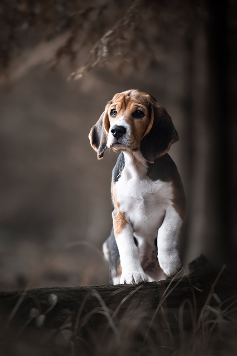 Beagle young Beagle, Photo by Tierfotoagentur   K. Schwurack