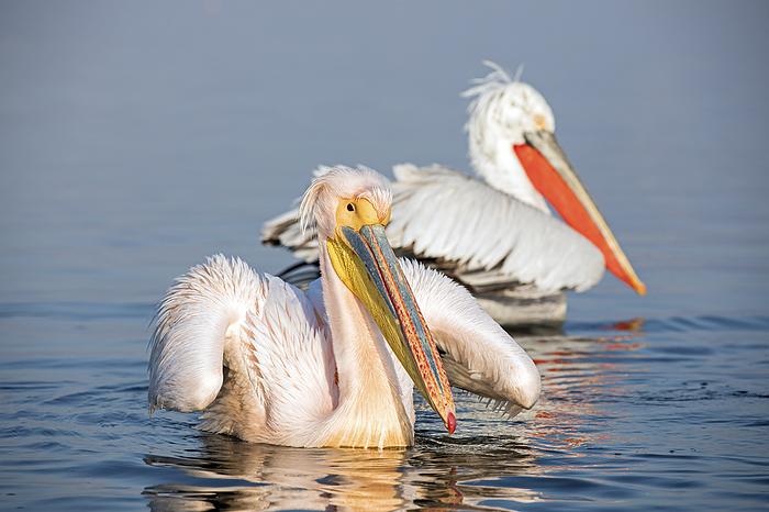 Great White Pelican swimming Great White Pelicans, Photo by Tierfotoagentur   m.blue shadow