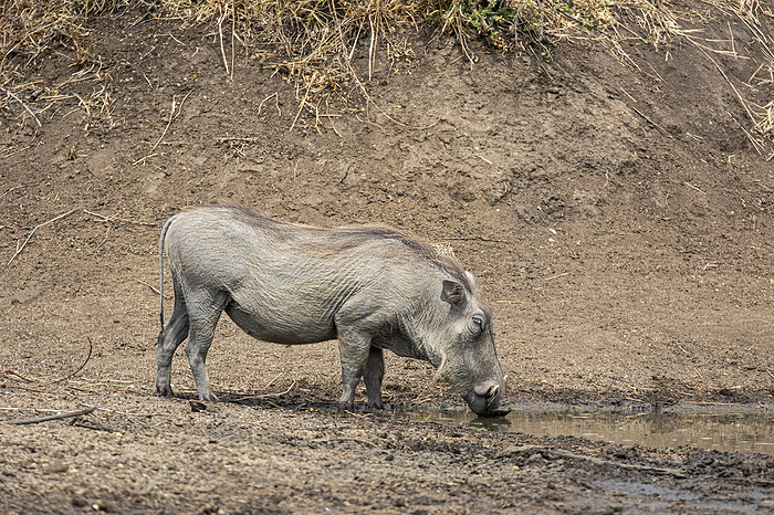Warthog standing Warthog, Photo by Tierfotoagentur   m.blue shadow