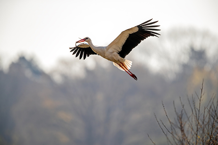 White Stork flying white stork, Photo by Tierfotoagentur   m.blue shadow