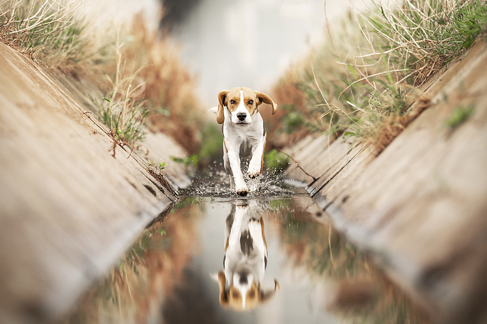 Beagle female Beagle, Photo by Tierfotoagentur   M. Trost