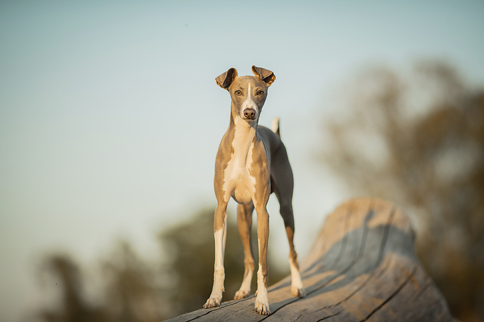 Italian Greyhound Italian Greyhound, Photo by Tierfotoagentur   N. Priester