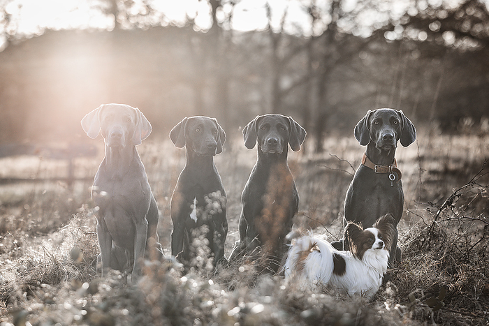 Weimaraner 5 dogs, Photo by Tierfotoagentur   N. Priester