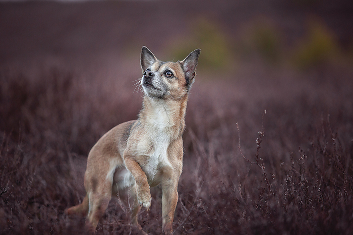 Chihuahua Chihuahua, Photo by Tierfotoagentur   P. Kleemi 