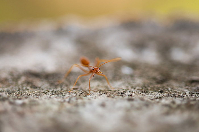 Weaver Ant Weaver ant, Photo by Tierfotoagentur   S. Auer