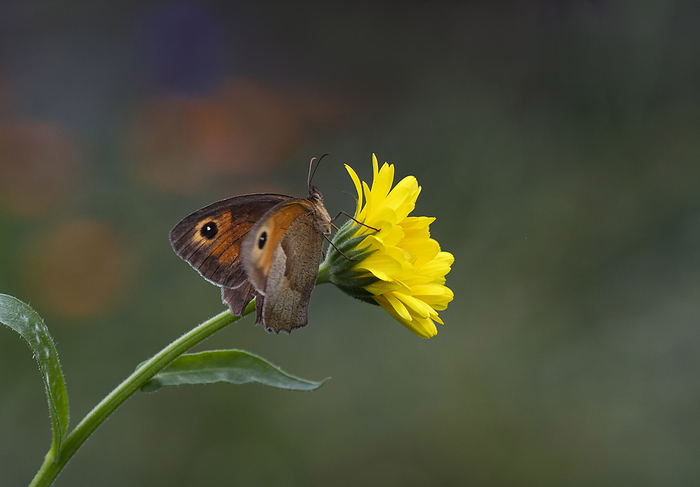 Meadow Brown Butterfly meadow brown butterfly, Photo by Tierfotoagentur   S. Auer