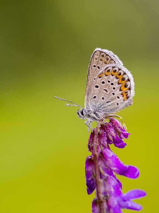 Common Blue common blue, Photo by Tierfotoagentur   S. Auer