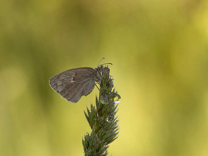 Small Heath Butterfly small heath butterfly, Photo by Tierfotoagentur   S. Auer