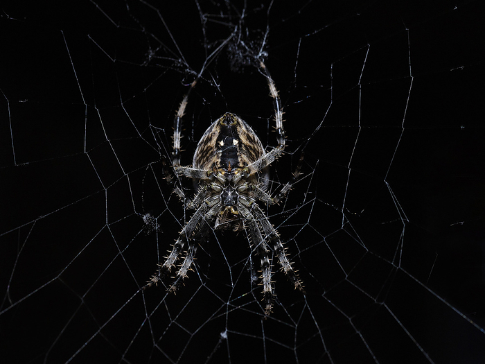 Cross Orbweaver Garden cross spider in web, Photo by Tierfotoagentur   S. Auer