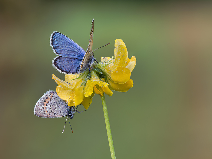 Silver studded Blue Butterfly silver studded blue on bloom, Photo by Tierfotoagentur   S. Auer