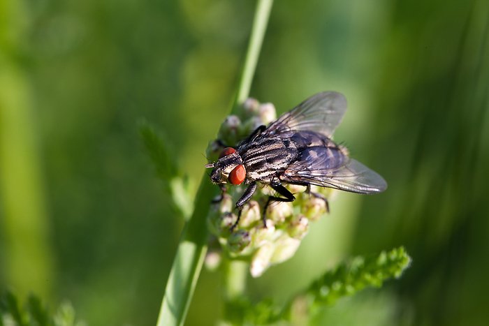 Flesh Fly fleshfly, Photo by Tierfotoagentur   S. Ott