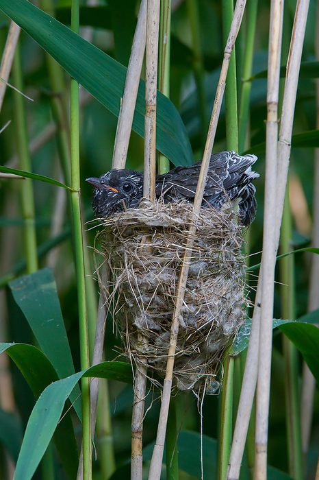 Cuckoo common cuckoo in nest of eurasian reed warbler, Photo by Tierfotoagentur   T. Harbig