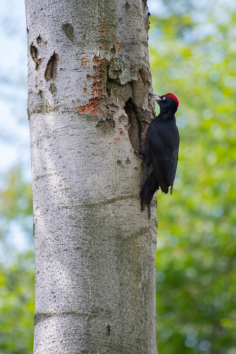 Black Woodpecker sitting Black Woodpecker, Photo by Tierfotoagentur   T. Harbig