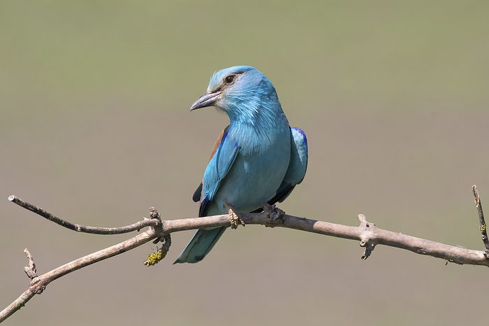 Roller blue roller sits on branch, Photo by Tierfotoagentur   T. Harbig