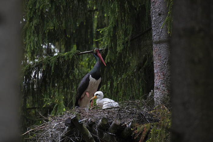 Black Stork standing Black Storks, Photo by Tierfotoagentur   T. Harbig