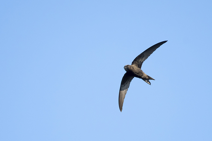 Common Swift flying Common Swift, Photo by Tierfotoagentur   T. Harbig