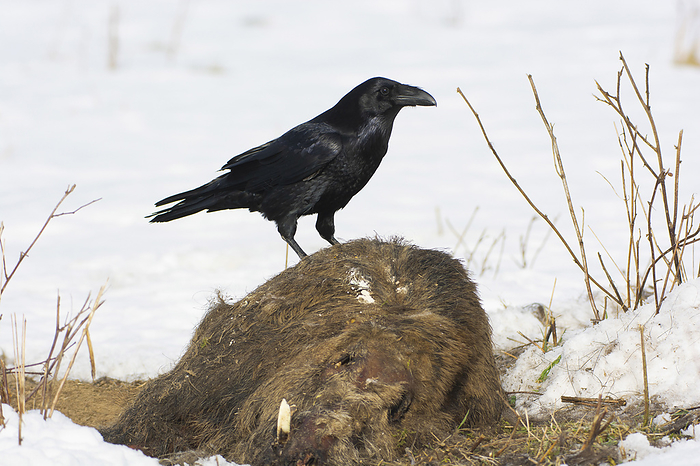 Northern Raven Northern Raven, Photo by Tierfotoagentur   T. Harbig