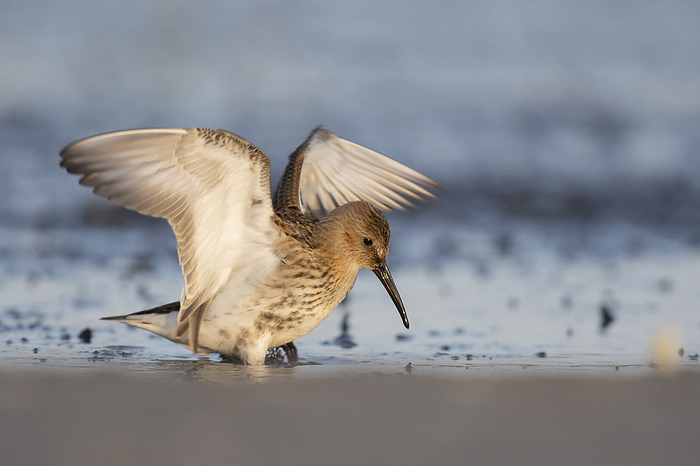 Dunlin Dunlin on the mudflats, Photo by Tierfotoagentur   T. Harbig