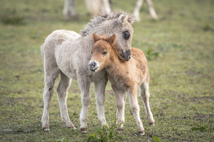 Mini Shetland Pony Mini Shetland Pony foals, Photo by Tierfotoagentur   V. Dechant