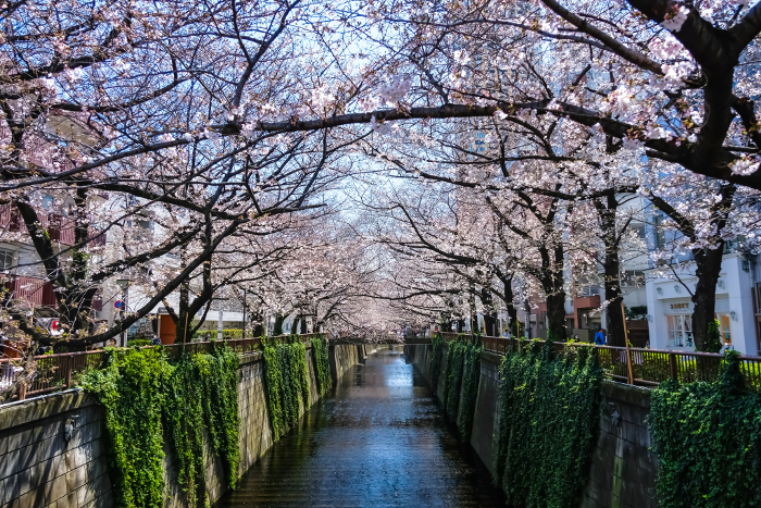 Cherry blossom trees in Nakameguro, Tokyo From Sakura Bridge
