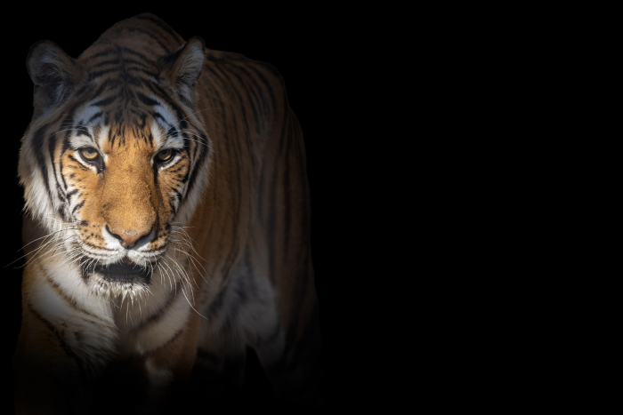 Tiger staring out of the dark