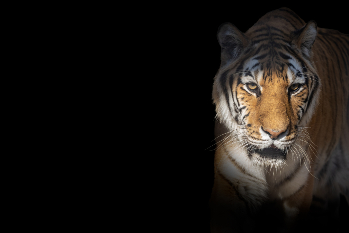 Tiger staring out of the dark