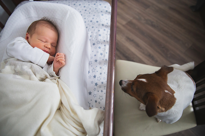 dog looks at sleeping baby from cradle