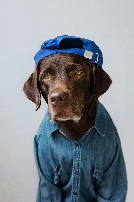 Hipster dog in a cap and shirt.