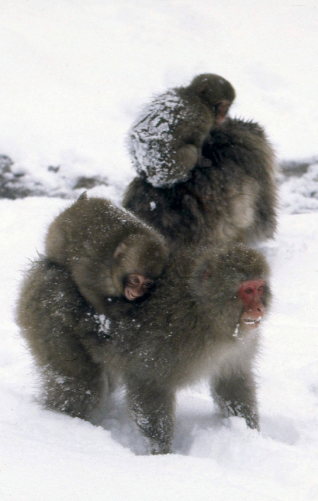 Jigokudani Monkey Park, Nagano, Japan  January 7, 1996  Japan: January 7, 1996, Nagano   Snow monkeys come down from their dens in the snow covered forest to the pool of hot spring water in Jigokudani, northern Despite the harsh weather conditions in the winter and the steep cliffs, a large population of Japanese Macaque monkeys inhabit the area where hot springs bursting from the ground. The monkeys descend from the steep cliffs and forest to sit in the warm waters of the hotsprings and return to the security of the forests in the forests. The monkeys descend from the steep cliffs and forest to sit in the warm waters of the hotsprings and return to the security of the forests in the evenings.  Photo by Kaku Kurita AFLO  FYJ 