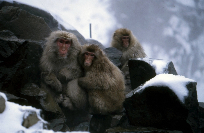 Jigokudani Monkey Park, Nagano, Japan  January 7, 1996  Japan: January 7, 1996, Nagano   Snow monkeys come down from their dens in the snow covered forest to the pool of hot spring water in Jigokudani, northern Despite the harsh weather conditions in the winter and the steep cliffs, a large population of Japanese Macaque monkeys inhabit the area where hot springs bursting from the ground. The monkeys descend from the steep cliffs and forest to sit in the warm waters of the hotsprings and return to the security of the forests in the forests. The monkeys descend from the steep cliffs and forest to sit in the warm waters of the hotsprings and return to the security of the forests in the evenings.  Photo by Kaku Kurita AFLO  FYJ 